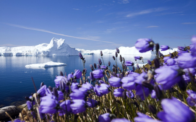 Обои картинки фото природа, айсберги, ледники, побережье, цветы, море