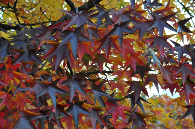 Обои картинки фото природа, листья, осень, клен, желтый, красный