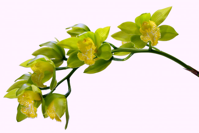 Обои картинки фото цветы, орхидеи, ветка, зеленый