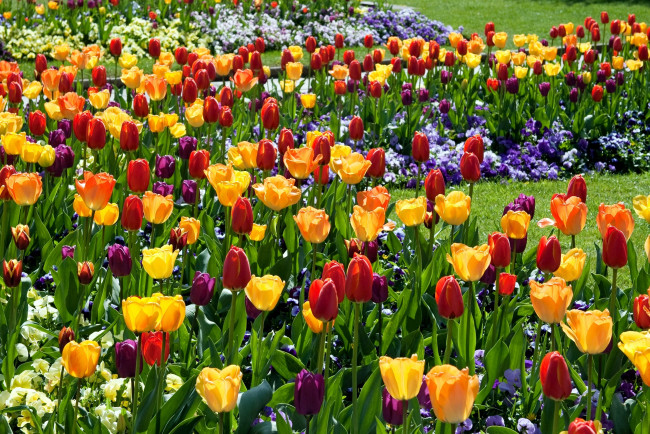 Обои картинки фото цветы, разные, вместе, желтый, красный, тюльпаны, виола