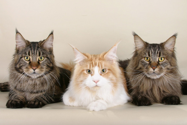 Обои картинки фото животные, коты, троица, мейн-кун