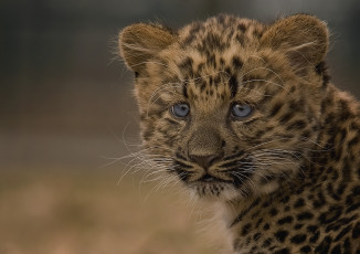 Картинка животные леопарды дальневосточный леопард котёнок детёныш леопарда амурский