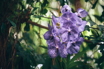Картинка цветы орхидеи сиреневый экзотика ветка