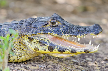 Картинка животные крокодилы зубы кайман пасть