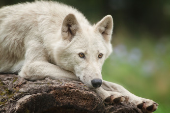Картинка животные волки морда белый красавец
