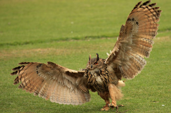 Картинка животные совы филин крылья перья