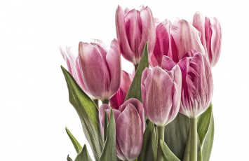 Картинка цветы тюльпаны розовый бутоны