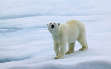 Картинка животные медведи лед медведь море