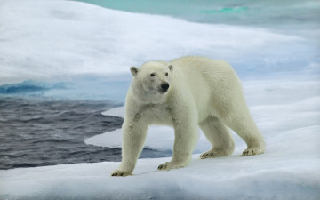 Картинка животные медведи медведь лед море