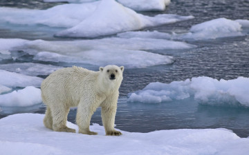 Картинка животные медведи медведь море лед