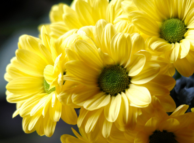 Обои картинки фото цветы, хризантемы, желтый, лепестки