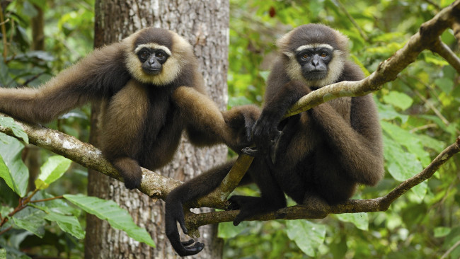 Обои картинки фото животные, обезьяны, обезяны