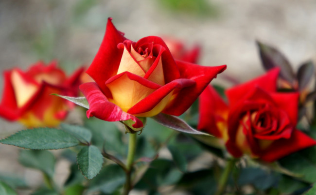 Обои картинки фото цветы, розы, красный, бутоны