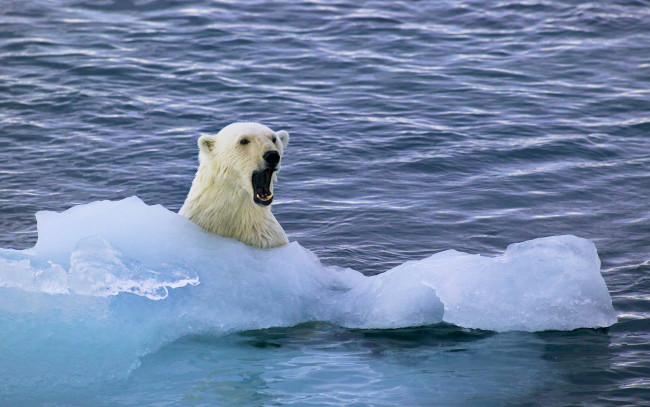 Обои картинки фото животные, медведи, лед, медведь, море