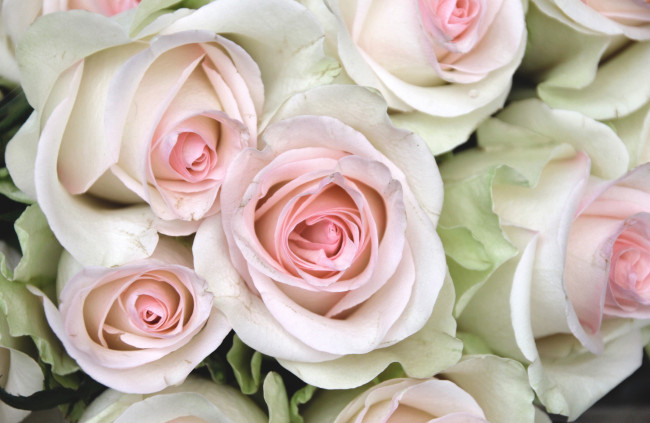 Обои картинки фото цветы, розы, бледно-розовый, лепестки