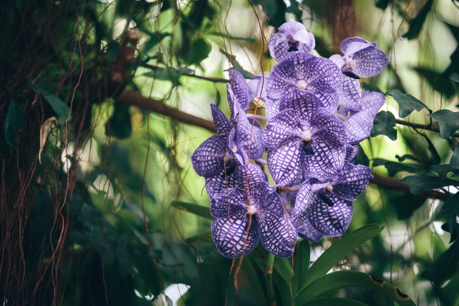 Обои картинки фото цветы, орхидеи, сиреневый, экзотика, ветка