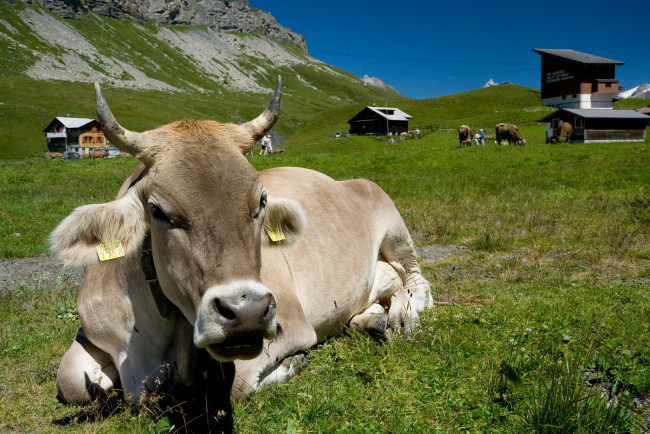 Обои картинки фото животные, коровы, буйволы, корова, трава