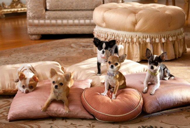 Обои картинки фото животные, собаки, диван, щенки, чихуахуа, подушки