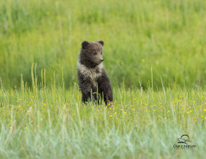 Картинка животные медведи цветы луг трава медвежонок