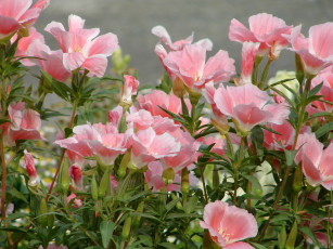 Картинка цветы годеция розовый