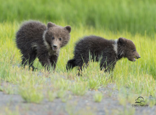 Картинка животные медведи медвежата малыши детёныши