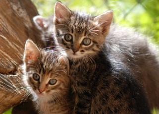 Картинка животные коты котейки