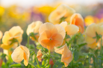 Картинка цветы анютины глазки садовые фиалки желтый