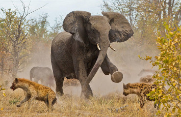 Картинка животные разные вместе гиены слон саванна трава