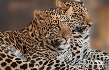 Картинка животные леопарды дуэт парочка кошки