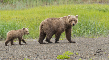 Картинка животные медведи малыш мама