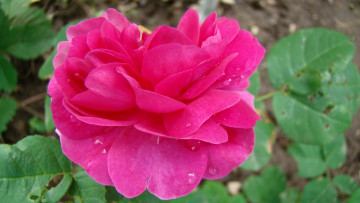 Картинка роза цветы розы