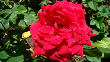 Картинка роза цветы розы