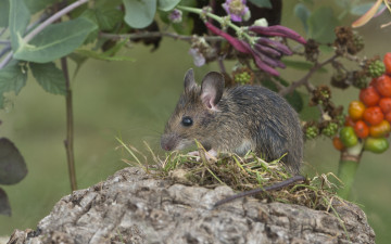 Картинка животные крысы мыши грызун лесная мышь