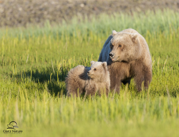 Обои картинки фото животные, медведи, трава, луг, материнство, медвежонок, медведица