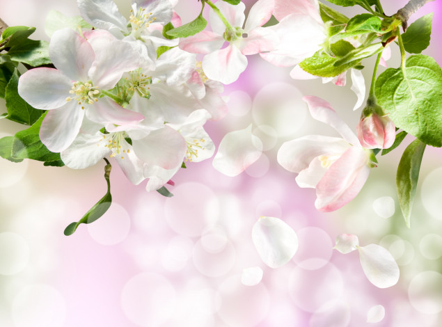 Обои картинки фото цветы, цветущие, деревья, кустарники, яблоня