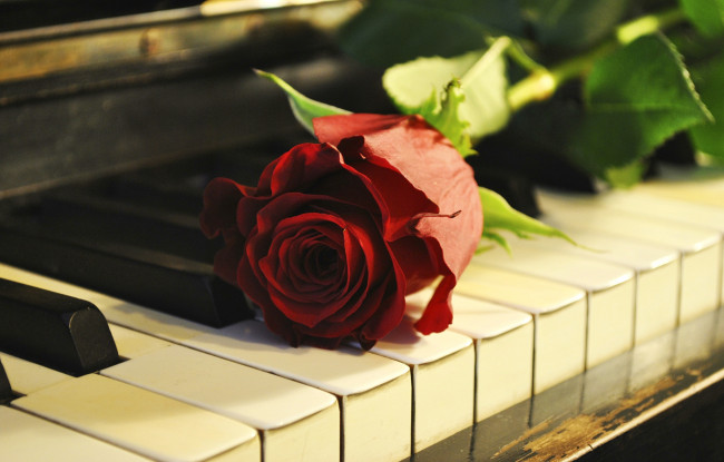 Обои картинки фото цветы, розы, пианино, бутон, клавиши