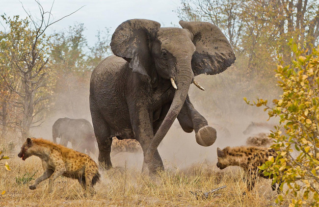 Обои картинки фото животные, разные, вместе, гиены, слон, саванна, трава