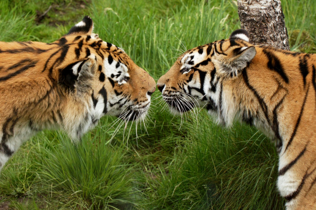 Обои картинки фото животные, тигры, поцелуй