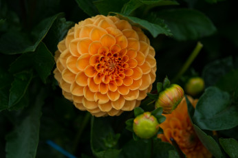 Картинка цветы георгины flowering dahlia цветение георгин