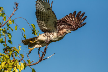 Картинка животные птицы+-+хищники листья веточки небо крылья хищник орёл