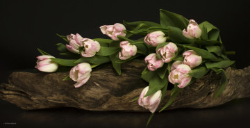 Картинка цветы тюльпаны цветение разноцветные много bloom colorful and many лепестки flowers tulips