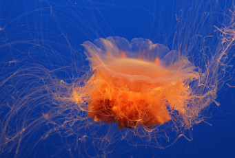 Картинка животные медузы море медуза вода океан