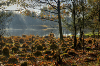 Картинка природа реки озера деревья утро осень трава кочки озеро небо