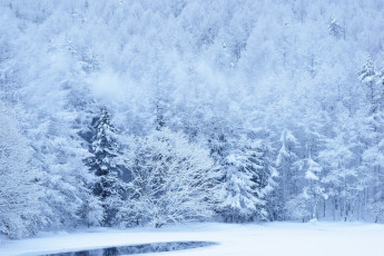 Картинка природа зима снег склон деревья лес