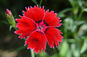 Картинка цветы гвоздики растение лепестки природа цветок турецкая гвоздика