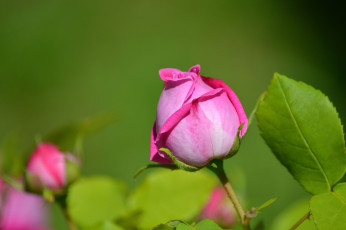 Картинка цветы розы макро листья лепестки бутон роза