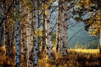 Картинка природа лес берёзы