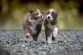 Картинка животные собаки два бег щенка