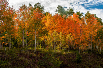 Картинка природа лес роща осень