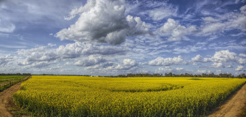 Картинка природа поля облака небо цветы поле